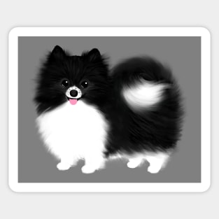 Black and White Pomeranian Sticker